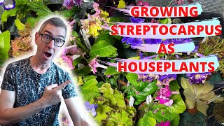 STREPTOCARPUS HOW TO GROW AS A HOUSEPLANT full care guide [upl. by Nohsauq594]