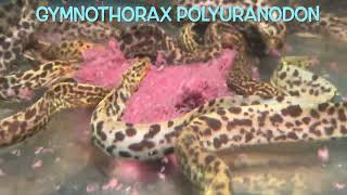 Gymnothorax polyuranodon [upl. by Nauqat]