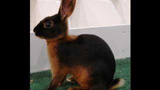 49 Rabbit Breeds Recognized by the American Rabbit Breeders Association ARBA [upl. by Dnarb]