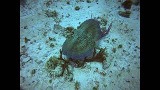 Dactylopterus volitans pez murciélago Flying Gurnard [upl. by Fennessy]