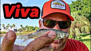 Tecnica de Pesca con Carnada Viva en Miami [upl. by Lerraf]