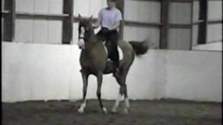 Schooling an Arabian Passage Extensions and Canter [upl. by Eema614]