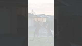 Watch Kangaroos brawl while people picnic Shorts [upl. by Ehcadroj]