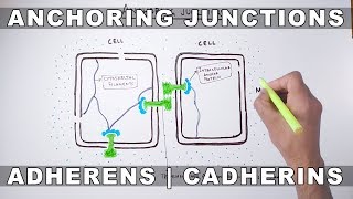 Anchoring Junctions [upl. by Ayat]