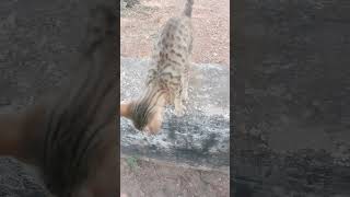 Cat video 🐈cat cute shorts trending village funny [upl. by Siraj]