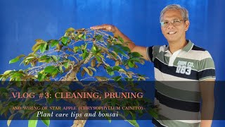 Vlog 3 Cleaning pruning and wiring of Star Apple CHRYSOPHYLLUM CAINITO [upl. by Ynomrah50]