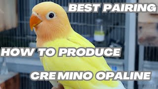 Best pairings of Creamino opaline  How to produce creamino opalines [upl. by Uhej]