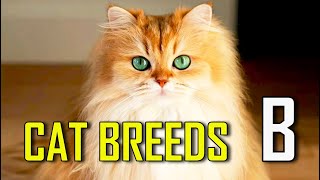 CAT BREEDS  List of cat breeds that start with B [upl. by Infield]