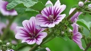 Common Mallow  Zebrina Cultivar Malva sylvestris [upl. by Asnarepse862]