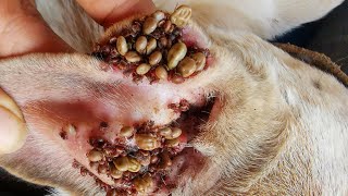 Removing All Ticks From Dog  Dog Ticks Removing Clip  Ticks Removal Videos EP 04 [upl. by Malamud]