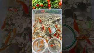 Scooping up colorful ornamental fish 🐠🐟 fish colorful wildlife nature viralvideo shorts [upl. by Jeromy]