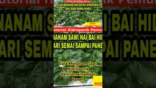 Cara Menanam Sawi Hidroponik dari Semai sampai PanenTutorial Hidroponik Pemula hidroponik [upl. by Eneleuqcaj]