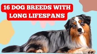 16 Longest Living Dog Breeds [upl. by Dyson332]