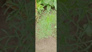 anethum graveolens flower Short Video Leafytale nature flowertypes farming garden [upl. by Lockwood]