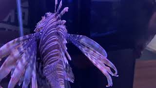 Lionfish  Sandoway Discovery Center lionfish fish nature naturecenter delraybeach [upl. by Rice577]