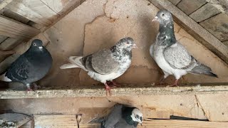 Pigeons Tipplers on loft 2023 [upl. by Akers]