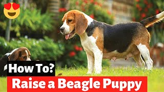 How to Take Care of a Beagle puppy  A Complete Guide for Raising a Beagle Puppy [upl. by Dylana556]