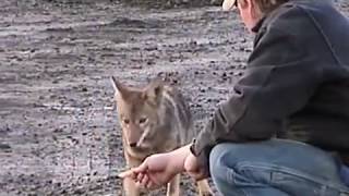 Feeding Wild Coyote [upl. by Rochemont]