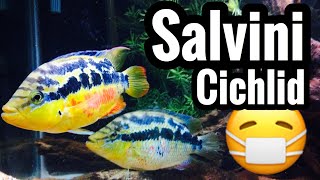 Salvini Cichlid Care Guide [upl. by Aanas]