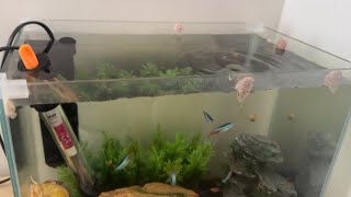 20L Fish Tank Feeding  Neon Tetras and Corydoras eating Tropical Flakes and Hikari Sinking Wafers [upl. by Aix]