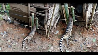 Create amazing bamboo trap to catch civet eat chicken in the Garden good results [upl. by Rois795]