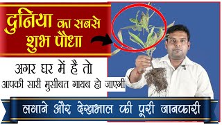 दुनिया का सबसे शुभ पौधा अगर घर में है तो आपकी सारी मुसीबत गायब हो जाएगी Rudraksha plant How to grow [upl. by Danyelle]