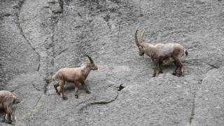 Group of Alpine ibex climbing cliff face [upl. by Repinuj422]