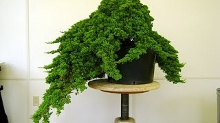 Juniperus procumbens Nana [upl. by Hamlen]