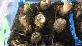 How To Grow Dahlias Lifting And Keeping Tubers 201112 [upl. by Orling]