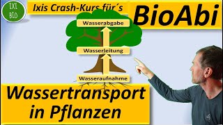 Wassertransport in Pflanzen  Wurzeln  Leitbündel Xylem  Spaltöffnungen Anwendungsaufgaben Bio [upl. by Nylitsirk]