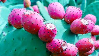 Amazing Health Benefits of Nopal Cactus Fruit  Prickly Pear Medicinal Plant सिउडि नागफनी [upl. by Copland]