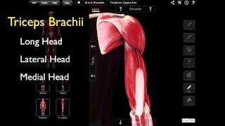 The Posterior Compartment Of The Arm [upl. by Mohandis178]