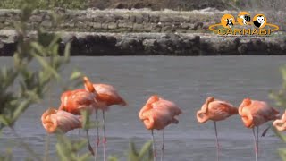 Birds of Curacao  a film by Carmabi [upl. by Huston]