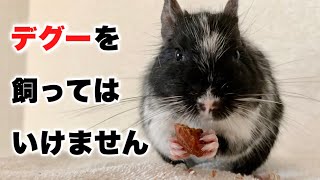 デグーを飼ってはいけない【飼い方飼育鳴き声ベタ慣れdegu】 [upl. by Laerol117]