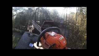 Arborist removal of a pine tree Pinus Silvestrus [upl. by Nulubez]