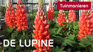 De waanzinnige Lupine  Tuinmanieren [upl. by Chyou]