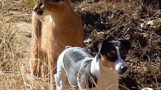 Farm Adventures Caracal Cats Playful Chase with Jack Russell [upl. by Nance477]