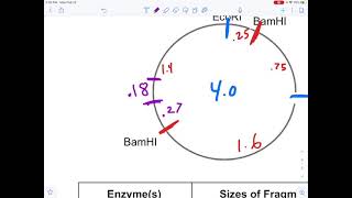 Plasmid Restriction Mapping 2 [upl. by Huberto153]