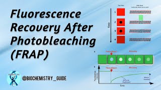 FRAP  Fluorescence Recovery After Photobleaching [upl. by Annaeerb277]