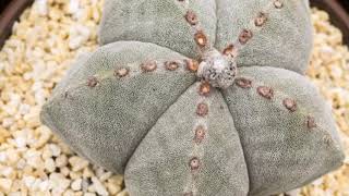 Our Astrophytum Myriostigma Latest Collection [upl. by Carli]