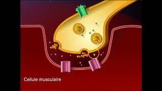 Fonctionnement de la synapse neuromusculaire [upl. by Edecrem986]