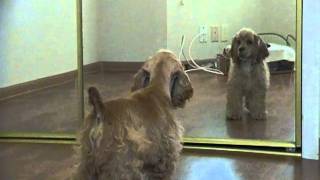 Cocker spaniel puppy in the mirror [upl. by Akcir999]