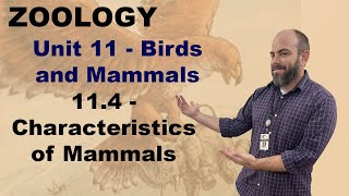 Zoology Unit 11 114  Characteristics of Mammals [upl. by Yrrat]