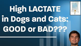 High lactate in dogs and cats [upl. by Ahsas]