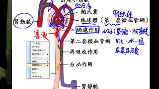 基礎生物3 3 10腎臟產生尿液的過程一博 [upl. by Adiol]