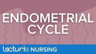 The Endometrial Cycle  Menstrual Cycle Part 3 [upl. by Adieno]