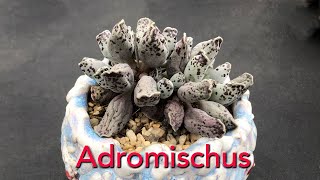 Adromishcus Collection New and Rare Succulents [upl. by Laamaj45]