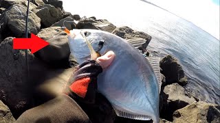 Winter Trevally Mixed Bag  Botany Bay Landbased [upl. by Hogg565]