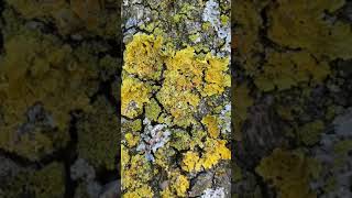 Candelaria concolor Xanthoria parietina [upl. by Arin]