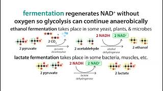 NAD regeneration  anaerobic glycolysisfermentation amp the Cori cycle [upl. by Gunzburg365]